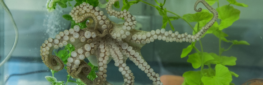 A California two-spot octopus (Octopus bimaculoides) in the Cliff Ragsdale lab at the University of Chicago. Credit: Robert Kozloff /The University of Chicago