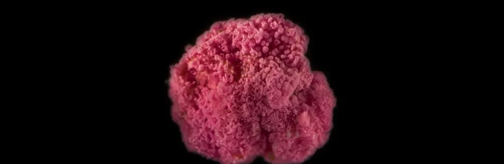 A pink berry about 3 mm in diameter. The pink color is from the Thiohalocapsa PSB1 bacterial cells which are held together with a clear exopolymer "goo." Credit: Scott Chimileski