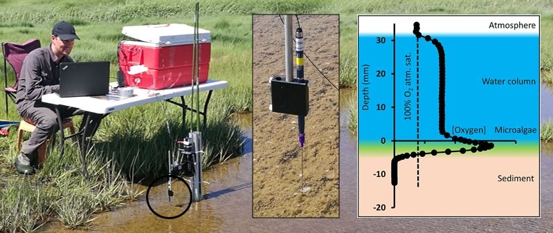 Microprofiling Oxygen dynamics at the sediment-water interface in a shallow salt marsh ponds (Plum Island Estuary, MA)