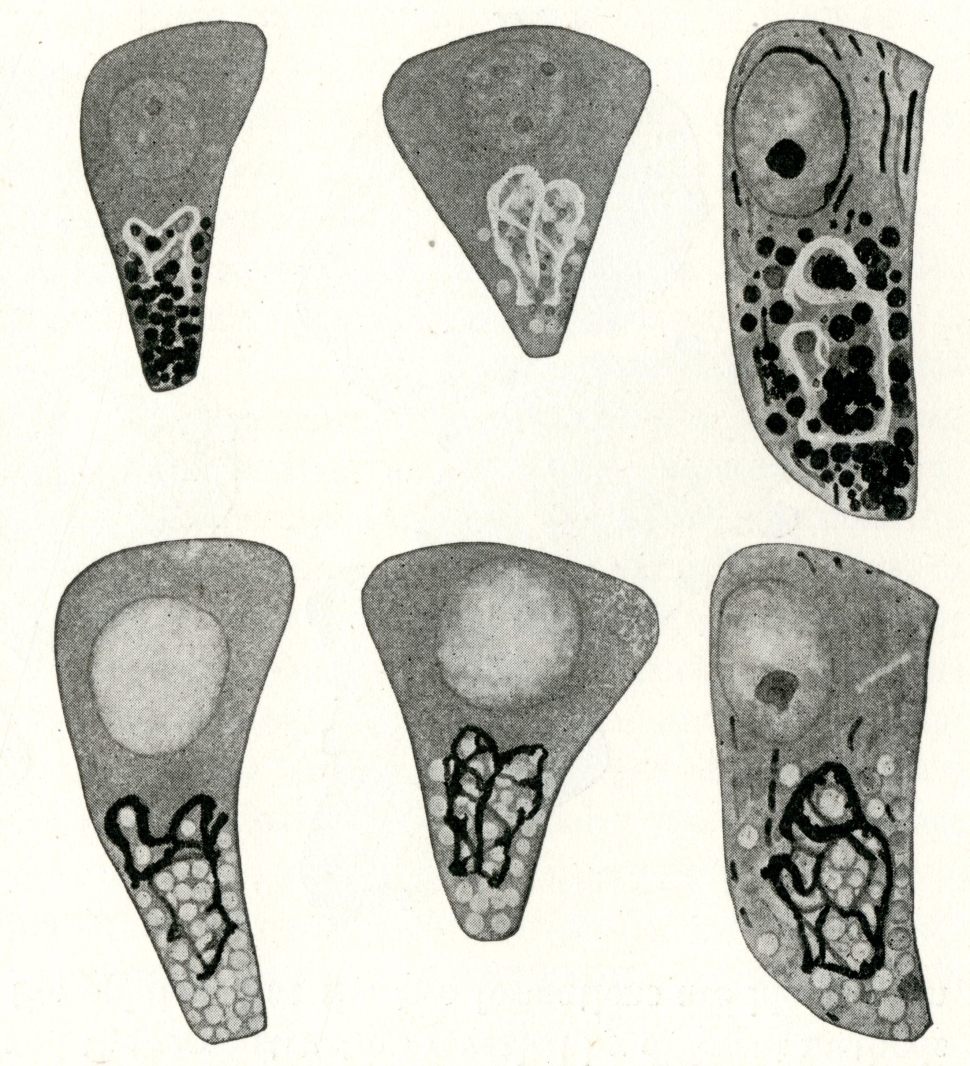 Images of golgi apparati under light micrograph