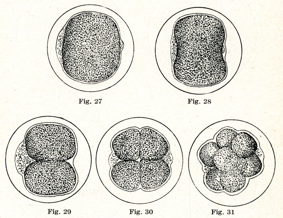 Five figures of cells dividing (without fertilization by sperm)