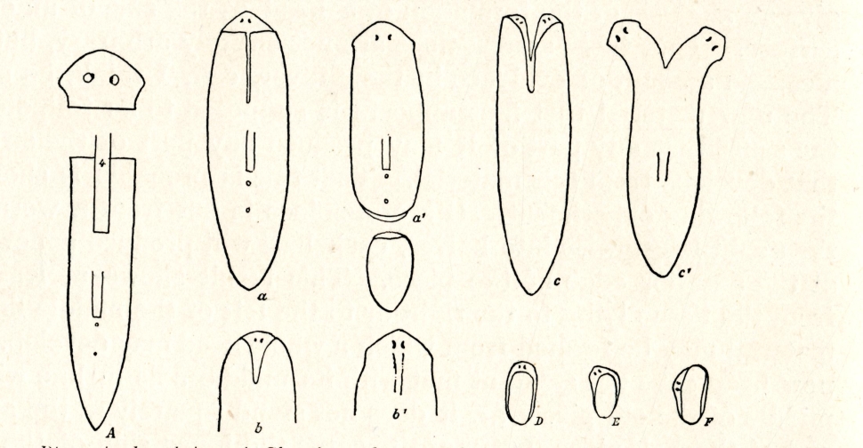 Illustration of process of planarian regeneration