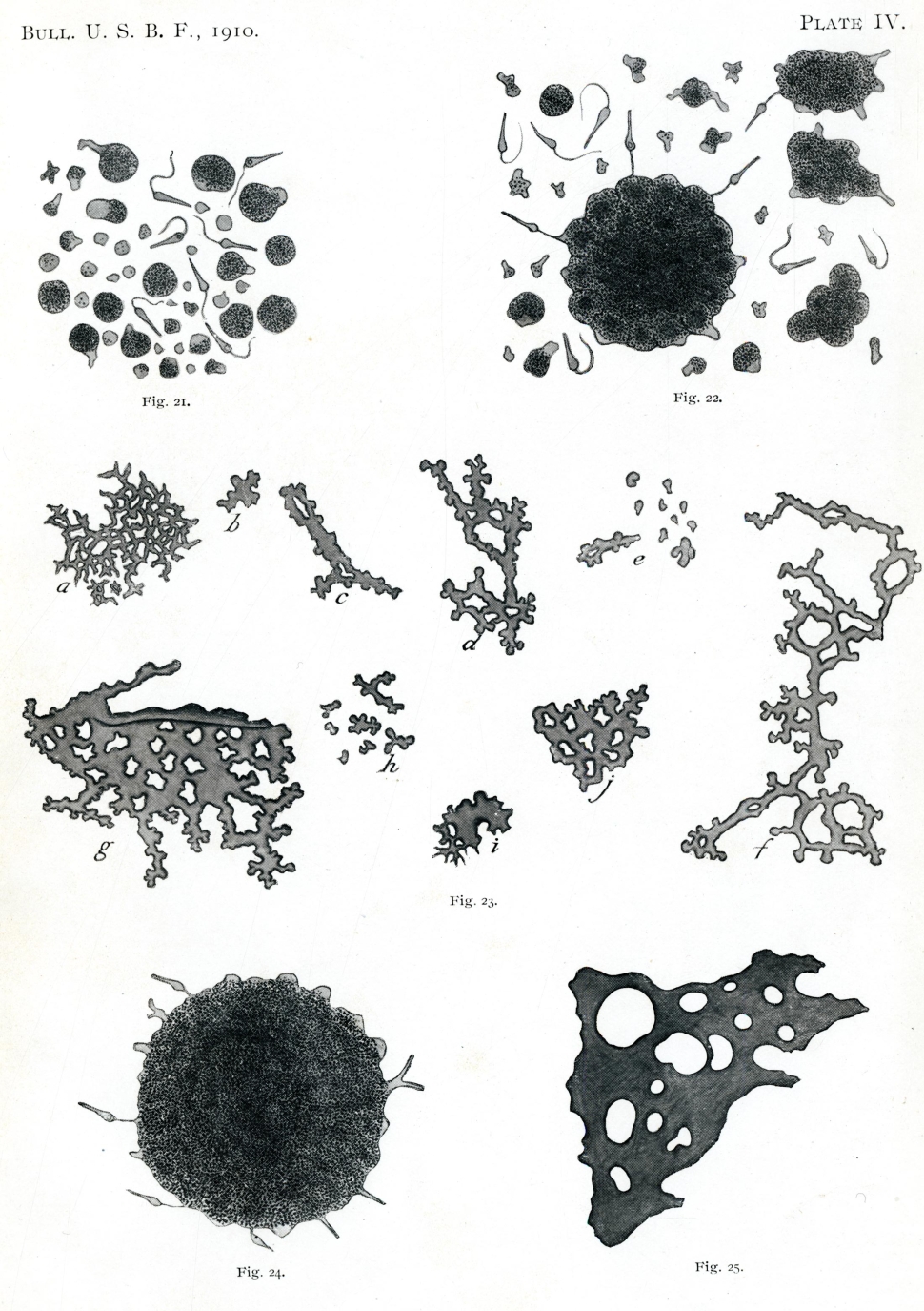 Diagram of various types of sponge