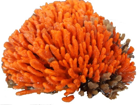 Orange and tan sponge