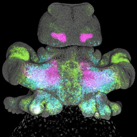 Longfin squid embryo (Doryteuthis pealeii). Multiplex imaging with the confocal microscope Leica Stellaris 8 visualizes the expression of multiple genes (green, magenta, blue) in one sample. Credit: Jessica Stock, Carrie Albertin lab.