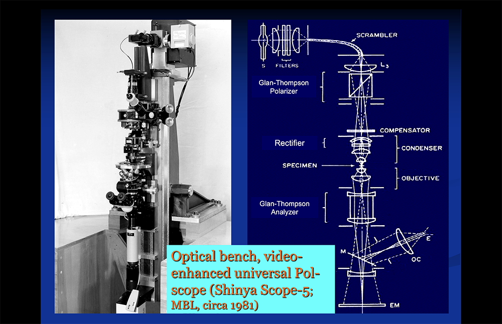 shinya microscope