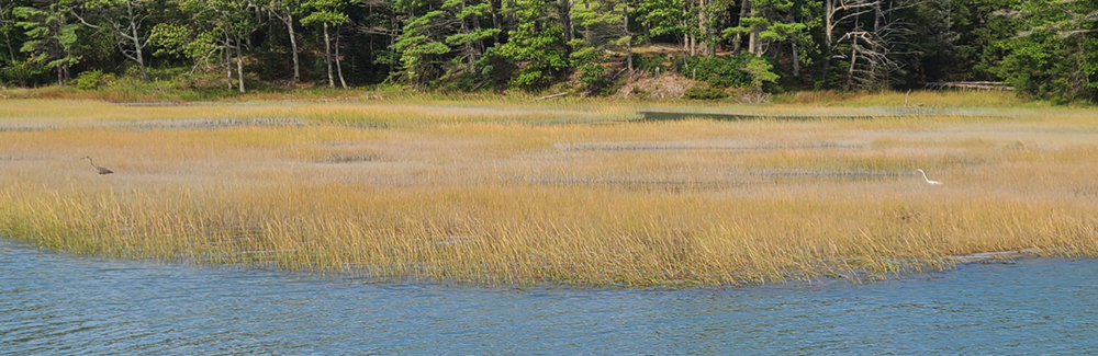 Wetlands and the MBL | Marine Biological Laboratory