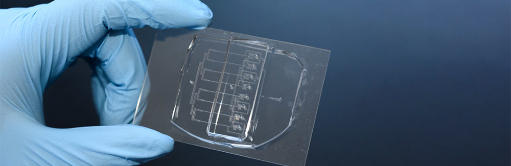 Scientists Create Cellular Guillotine for Studying Single-Cell Wound ...