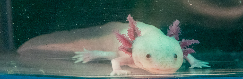 MAGICAL AXOLOTL – MarvySlime