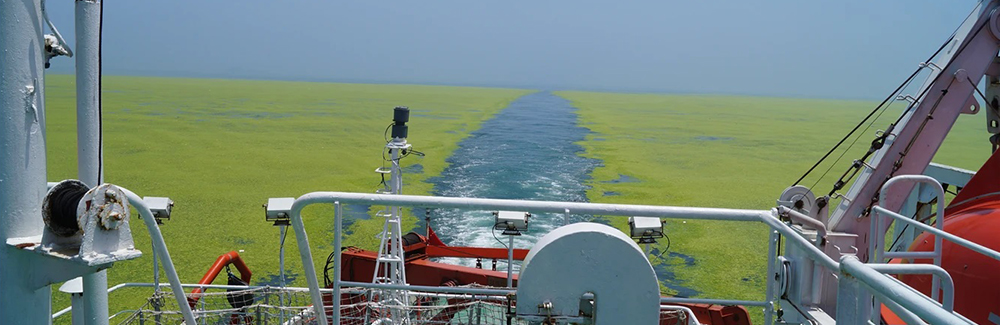 High Nitrogen Loads from Land & Air Foster World’s Largest Green Tide ...