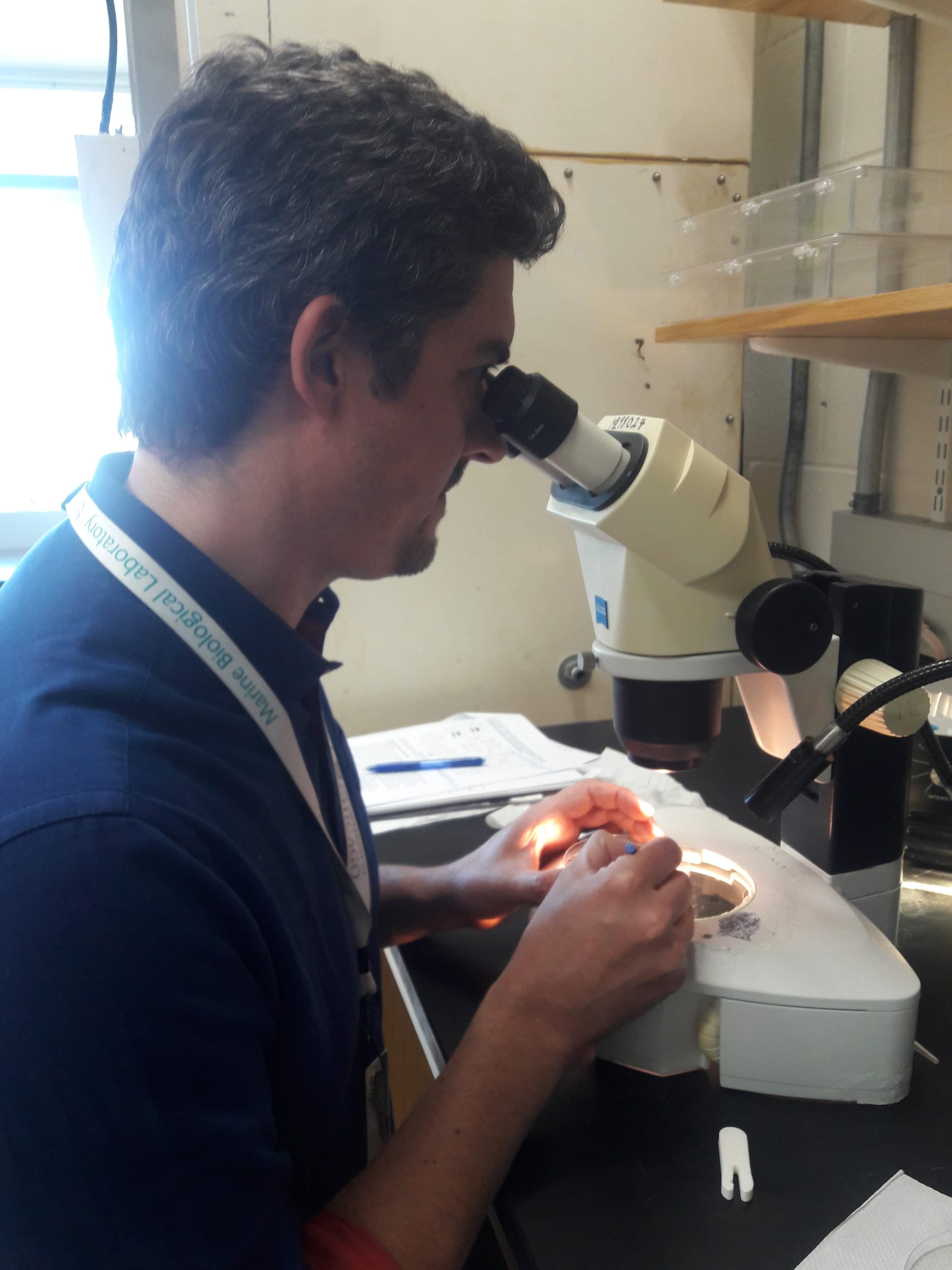 Lionel Christiaen triggers Ciona tail regeneration in his lab in MBL's Marine Resources Center.