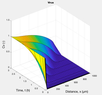 Model-predicted spreading of the coronavirus infection. Credit: David Odde