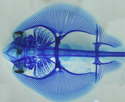 Cartilage staining of little skate embryo. Credit: MBL Whitman Fellows J.L. Gomez-Skarmeta and Tetsuya Nakamura