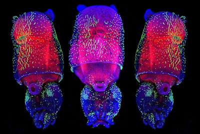 Juvenile squid. Credit: Wang Chi Lau, MBL Embryology Course. Science magazine selected this as one of its favorite published images in 2018.