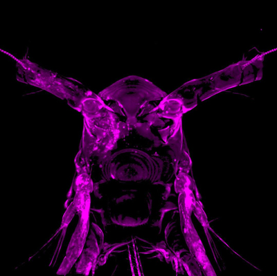 Copepod encased in a hydrogel. Credit: MBL Research Scientist Eric Edsinger