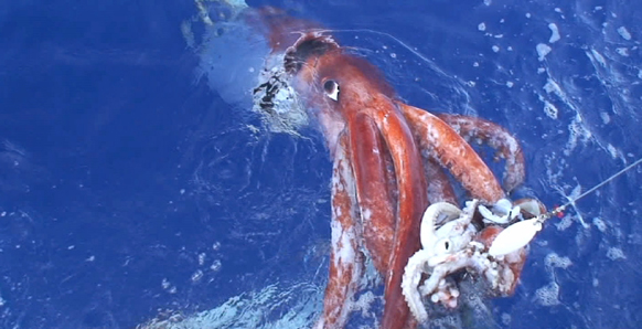 U.S. Marine Biologists Reveal Secrets of Cuttlefish