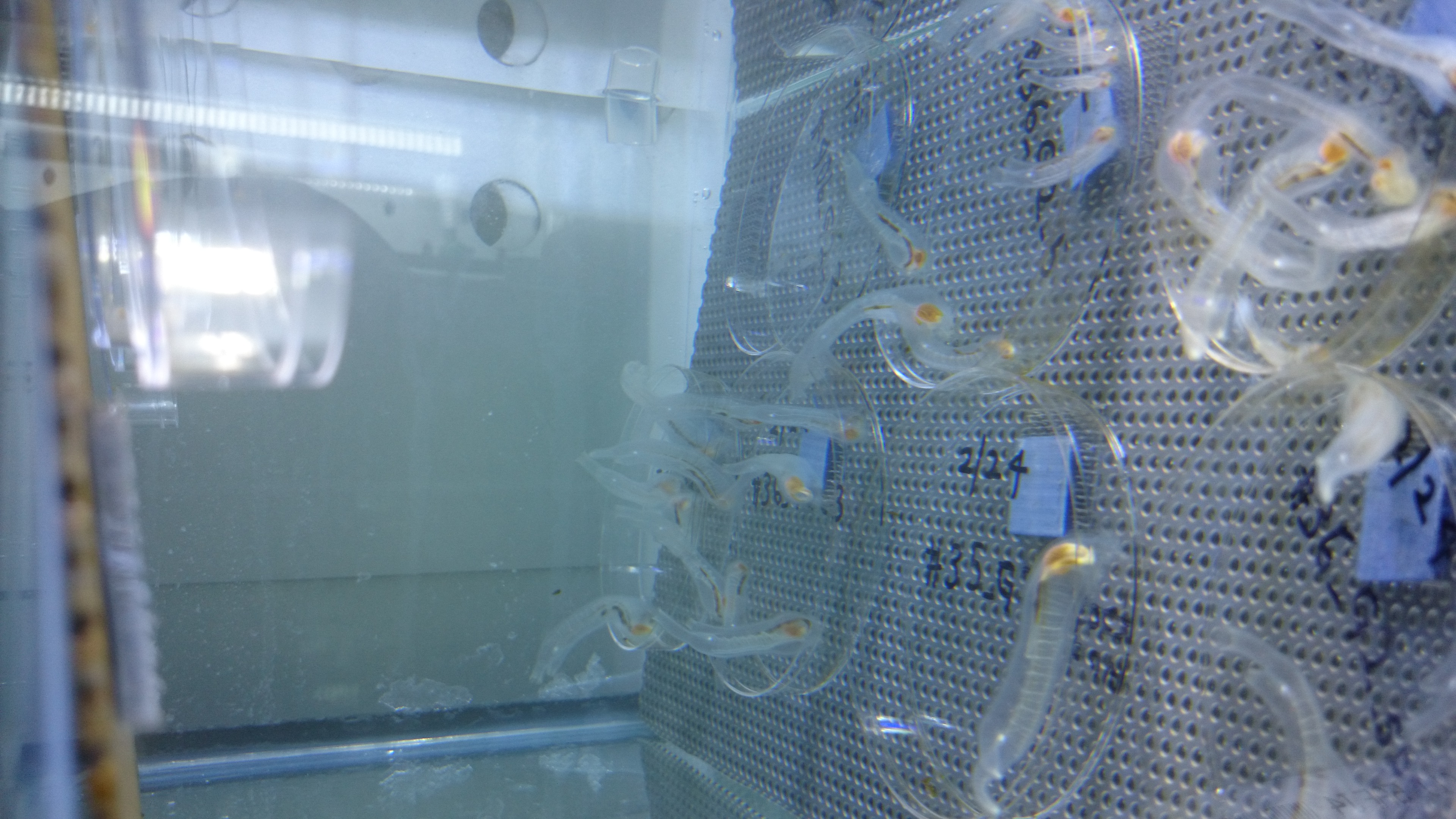 Inbred sea squirts attached to petri dishes following their free-swimming larval stage.