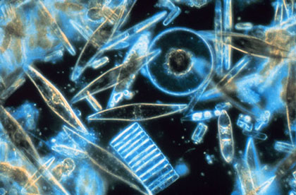 Marine diatoms. Credit: Gordon T. Taylor, Stony Brook University