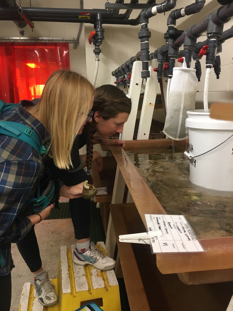 C. convexa in a climate-controlled tank room in MBL's Rowe Laboratory. Credit: Maryna Lesoway