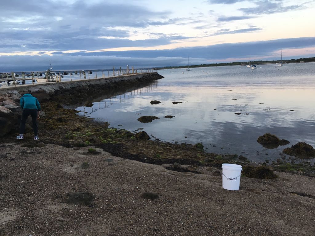 Sleight works with fellow Whitman Center scientist Maryna Lesoway, who is studying the developmental basis of Crepidula sex change, to collect animals in early morning when the tide is out in Woods Hole. 