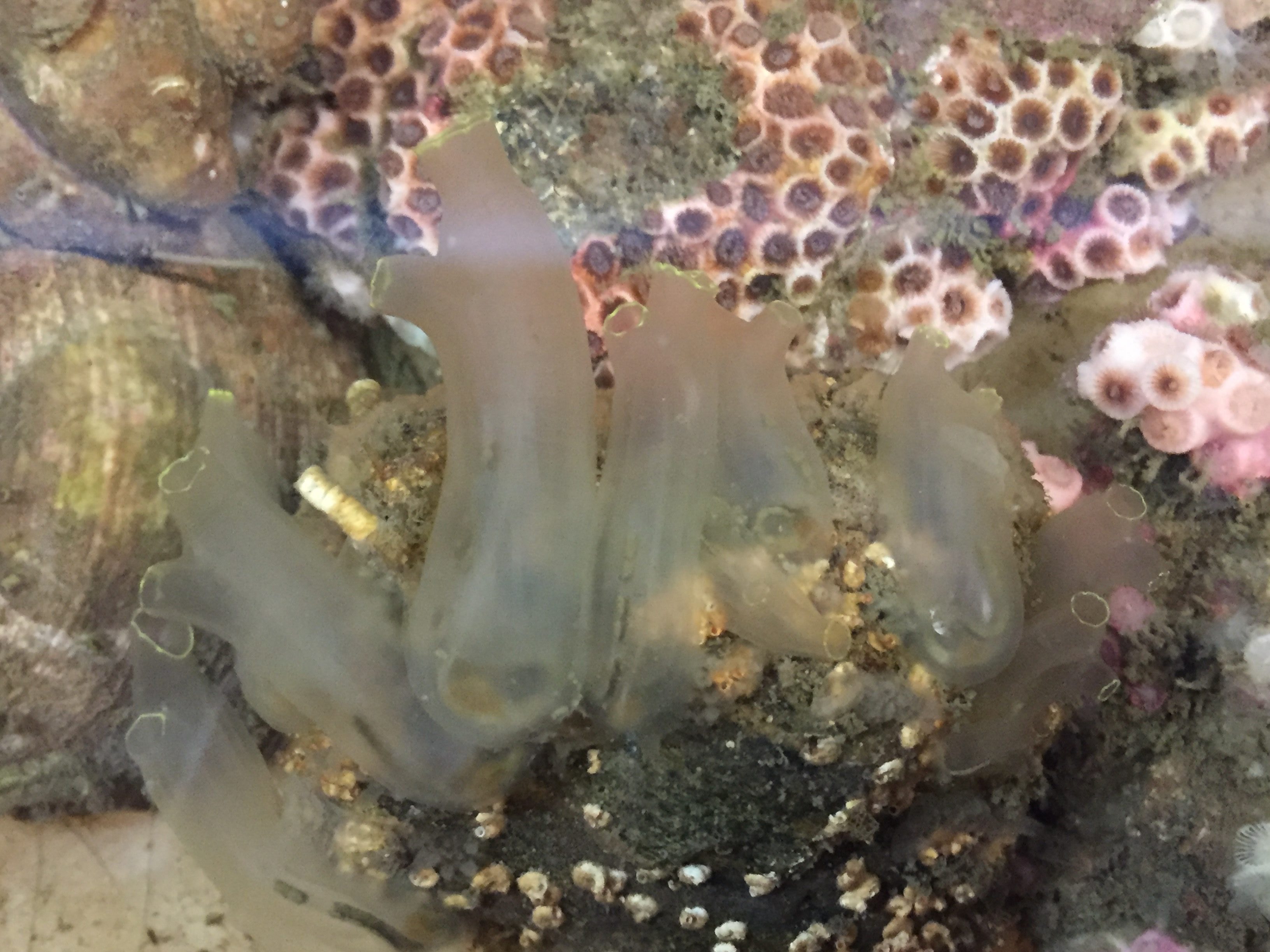 Ciona intestinalis, a species of sea squirt used as a model organism, is grown in Christiaen's lab at New York University in addition to his lab at MBL.