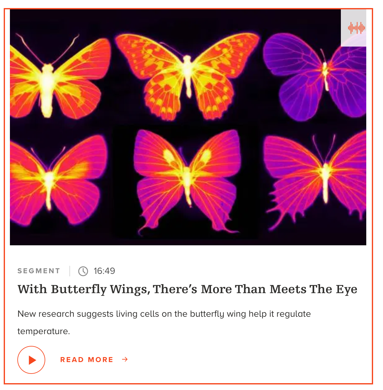 Infrared photographs of butterflies, where brightness correlates with the capability of radiative cooling. Credit: Nanfang Yu and Cheng-Chia Tsai/Columbia Engineering