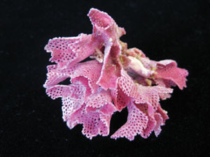 Bryozoan Iodictyum yaldwyni (Photo by Abigail M. Smith, University of Otago