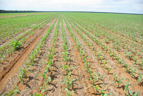 Corn planting at Tanguro Ranch in Mato Grosso Brazil in the rainy season of February 2013. Corn planting immediately followed harvest of an earlier soybean crop. Double cropping with corn is rapidly expanding at the agricultural frontier in Mato Grosso. Original tropical rainforest is in the background. 