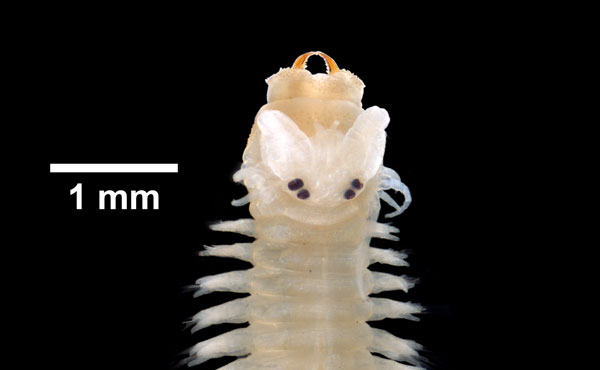 The marine worm Nereis or Neanthes arenaceodentata, from the digitized "Key to the Marine Invertebrates of the Woods Hole Region." Photo by Eric A. Lazo-Wasem, Division of Invertebrate Zoology, Peabody Museum of Natural History, Yale University