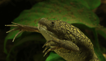 The African clawed frog, Xenopus laevis. Photo courtesy of Encyclopedia of Life (www.eol.org).