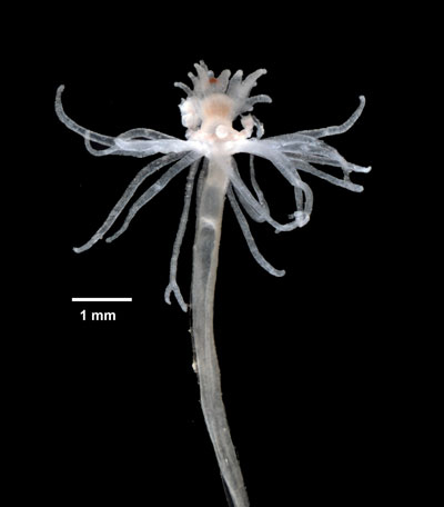 The hydroid Tubularia or Ectopleura crocea. Credit Eric A. Lazo-Wasem, Division of Invertebrate Zoology, Peabody Museum of Natural History, Yale University