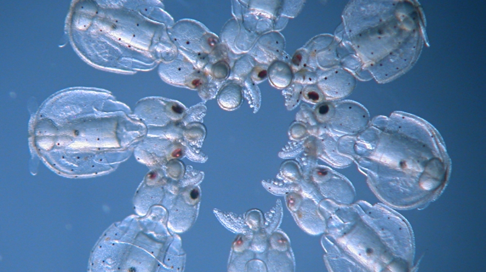 Ring of mosaic squid hatchlings (Doryteuthis pealeii). These embryos were injected with CRISPR-Cas9 at different times before the first cell division, resulting in mosaic embryos with different degrees of knockout. Credit: Karen Crawford