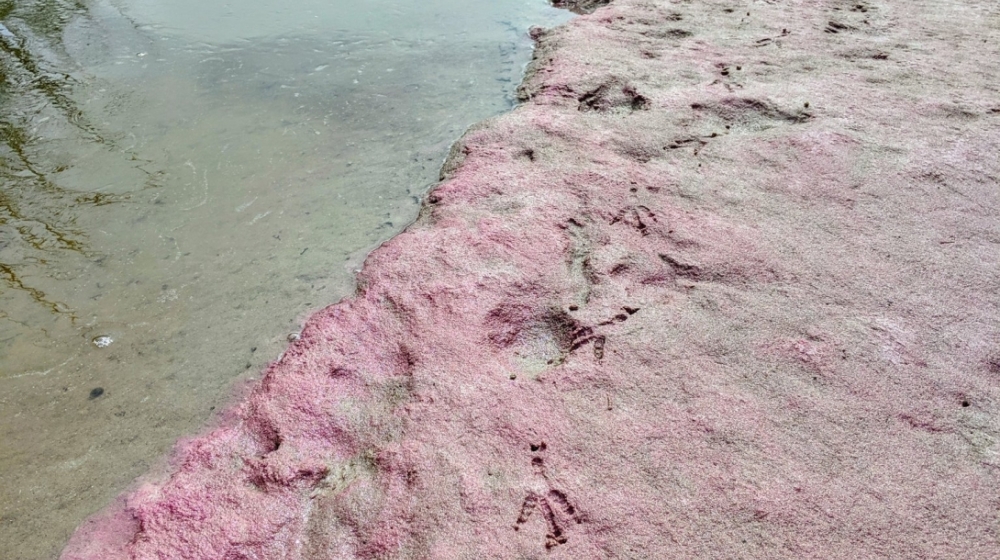 "Pink berries" are bacteria found coating the surface of submerged sediment in salt marshes.