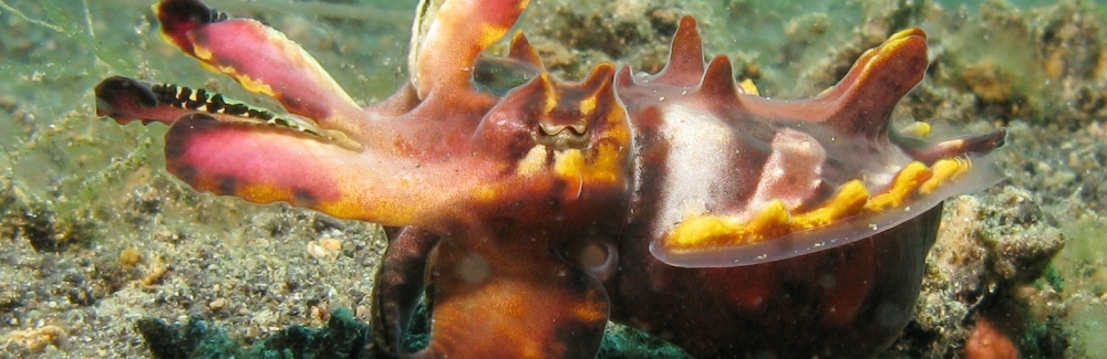 flamboyant cuttlefish in a threatening display of bright colors