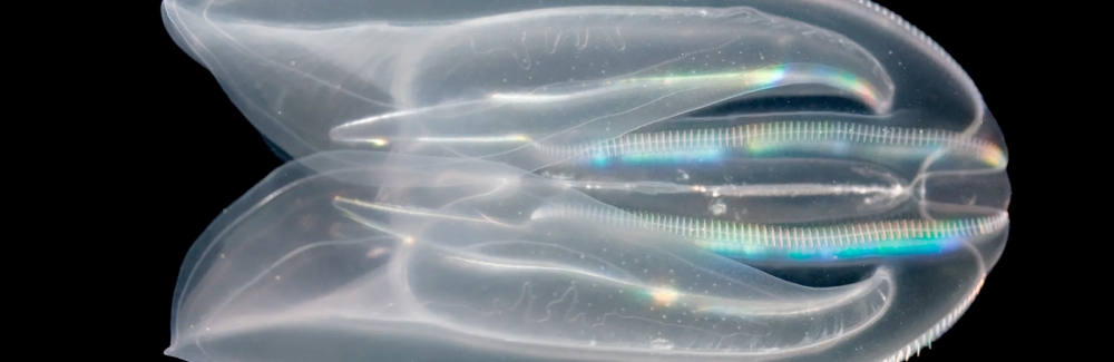 Comb jelly (Mnemiopsis), Credit: William D. Browne