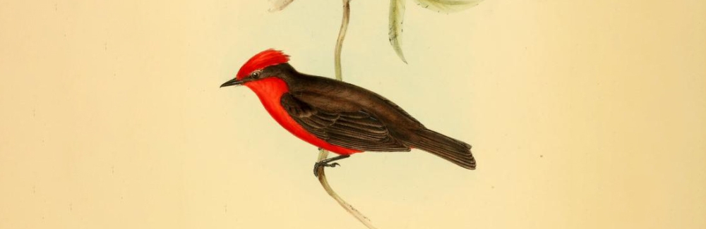 Plate 5 from the zoology of the voyage of the HMS Beagle. Red and black bird on a tan background