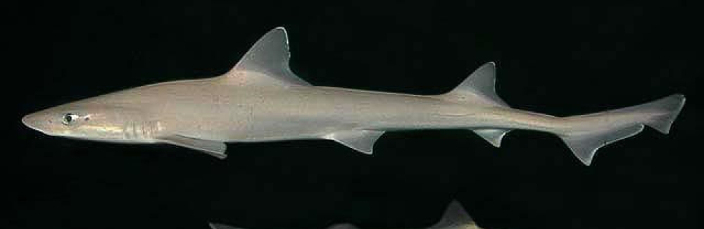 Smooth Dogfish (Mustelus canis). Credit: New York Aquarium