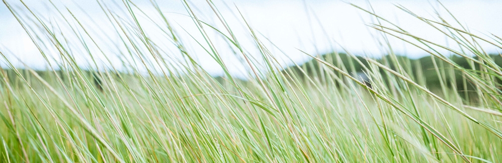 Marsh and marsh grass. Photo by Megan Costello