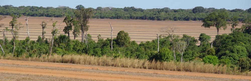 Tanguro Ranch, Brazil