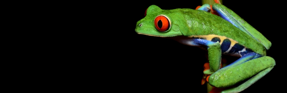 Sally Seraphin is using red-eyed tree frogs to study the effects of early childhood adversity. Credit: Geoff Gallice