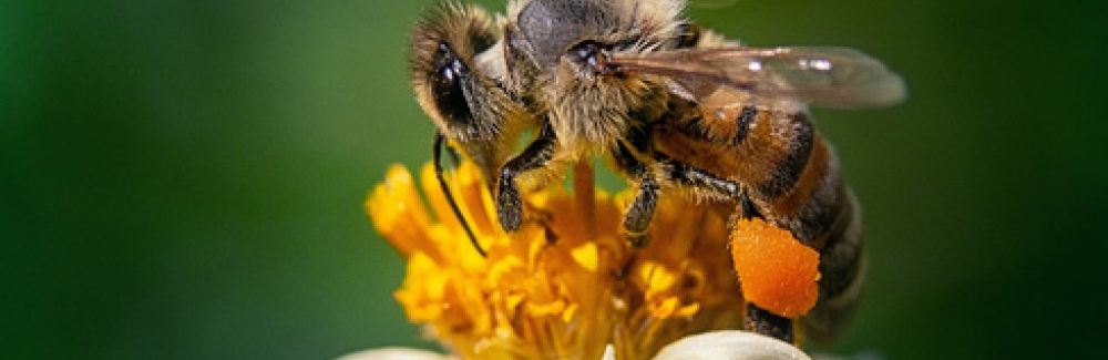 Honeybee on a chamolile flower