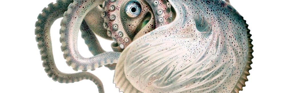 Illustration of Argonauto argo octopus Credit Wikimedia