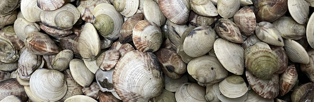 Hard clams 