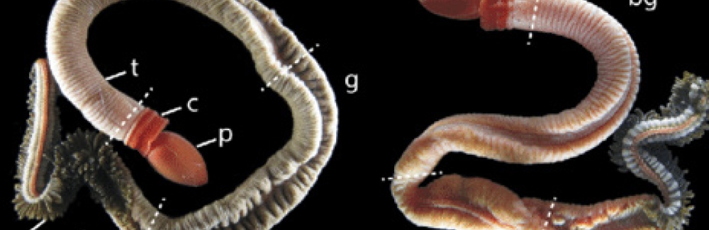 California worms female on left male on right