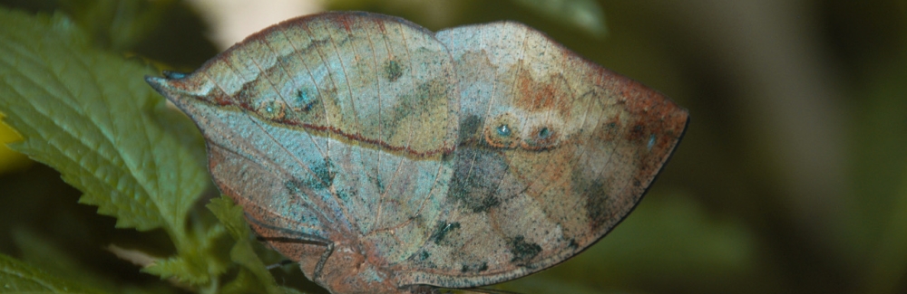 The Dead Leaf Butterfly (Kallima inachus) on a branch. Credit: Nipam Patel