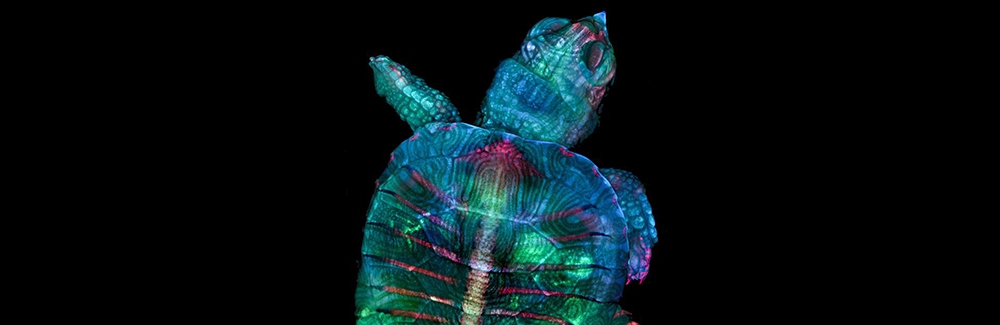 Turtle Embryo taken by Teresa Zgoda And Teresa Kugler