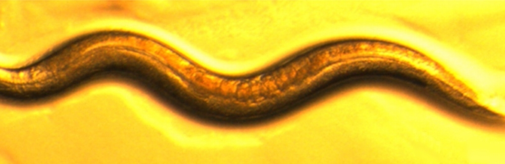 Caenorhabditis elegans