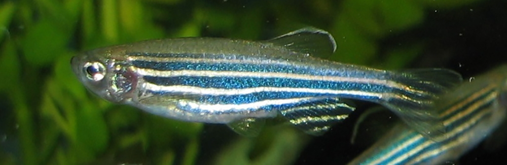 Zebrafish