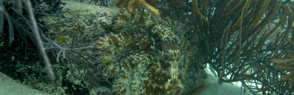 camouflaged octopus on ocean floor