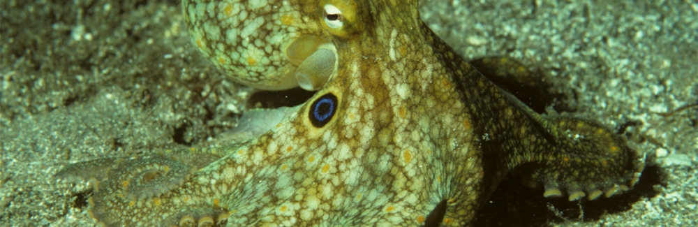 octopus bimaculoides